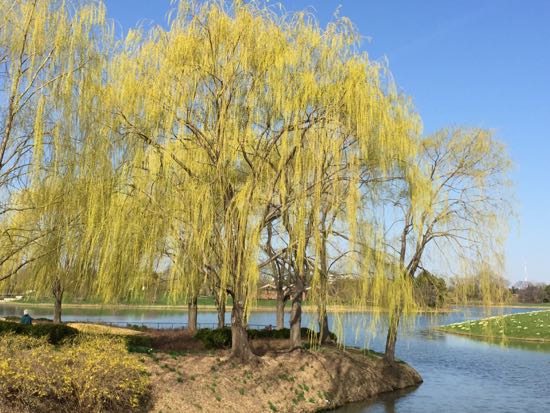 willow at chicago botanic garden